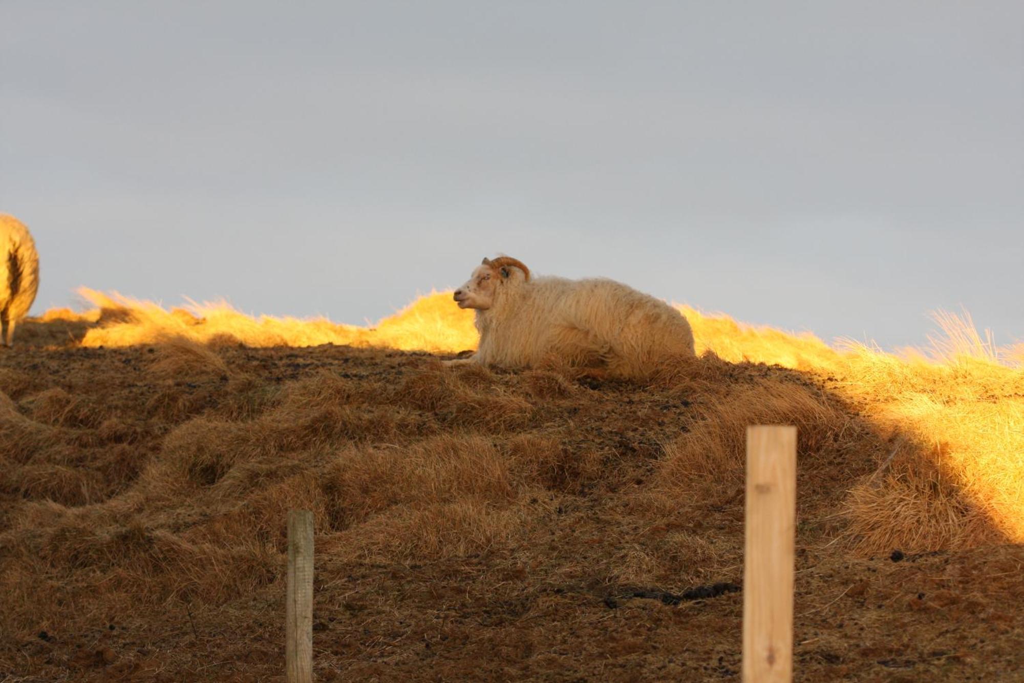 Lambastadir Selfoss